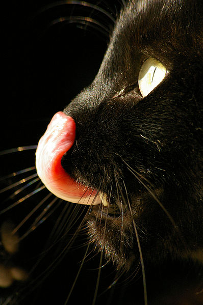 Cat Tongue