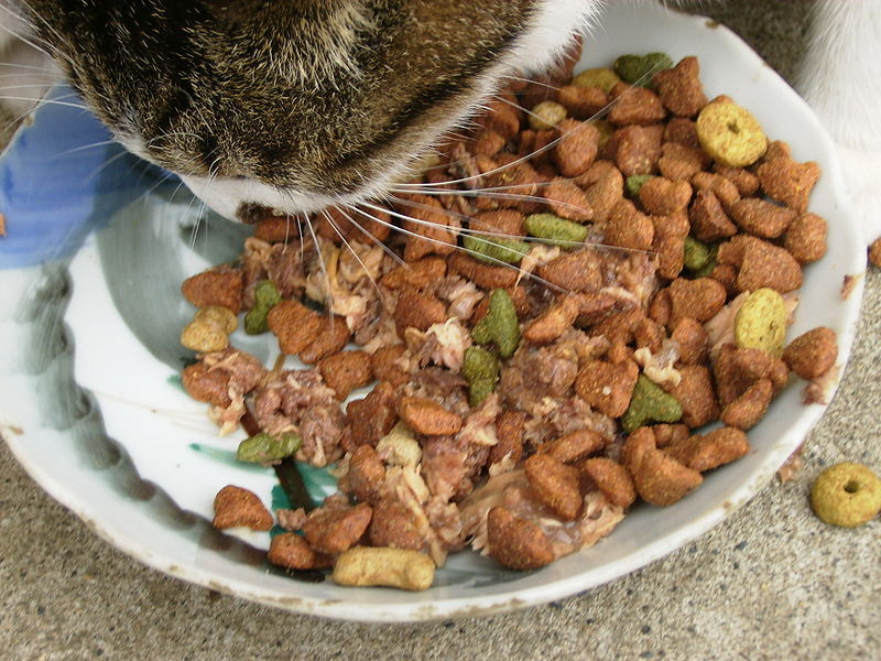 Cat with Food